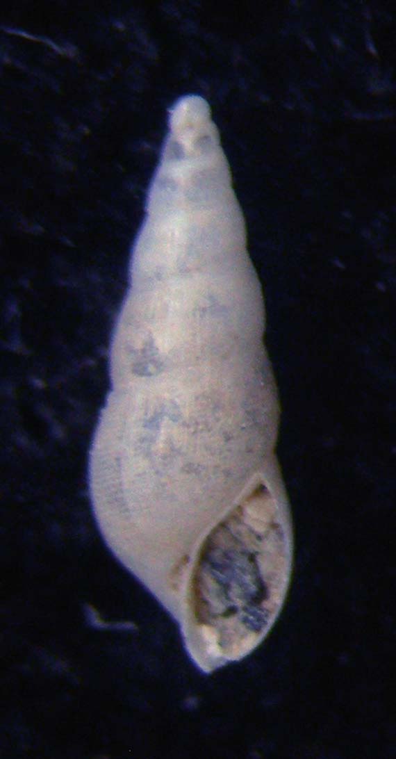 Ondina vitrea